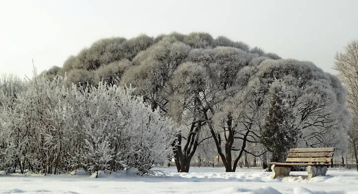 Утро.Парк.Зима.Мороз