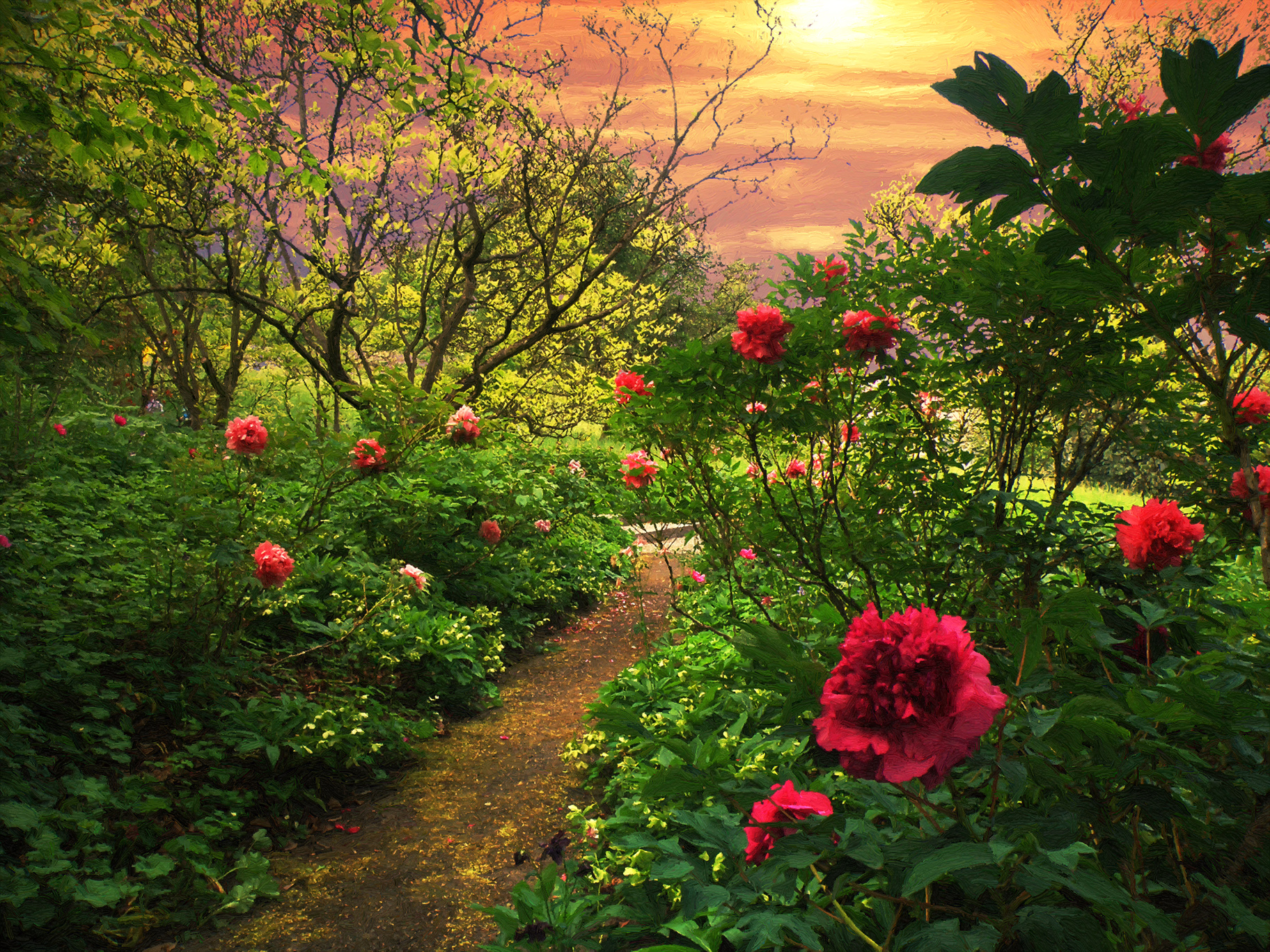 Красивый сад с розами на закате