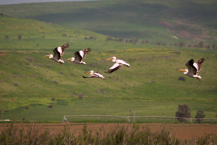 Pelicans