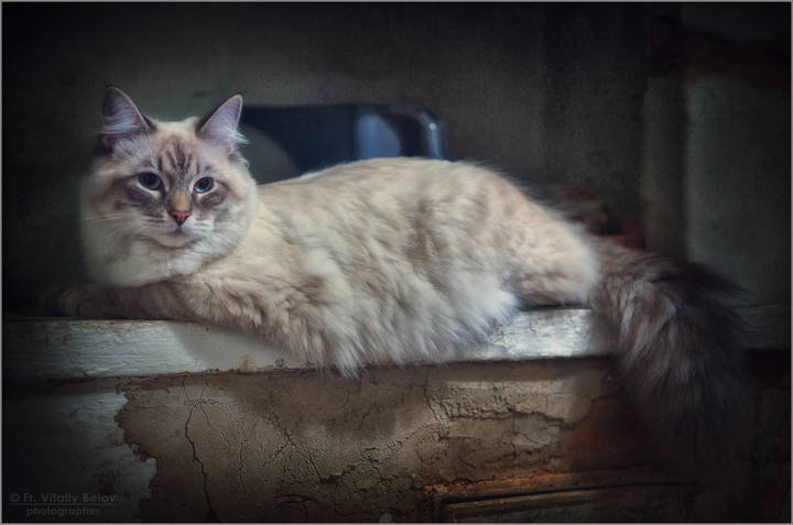 Кошка на печке