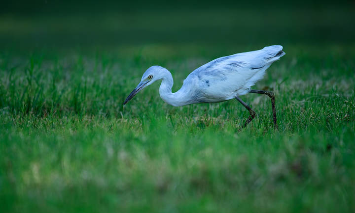 Little blue heron