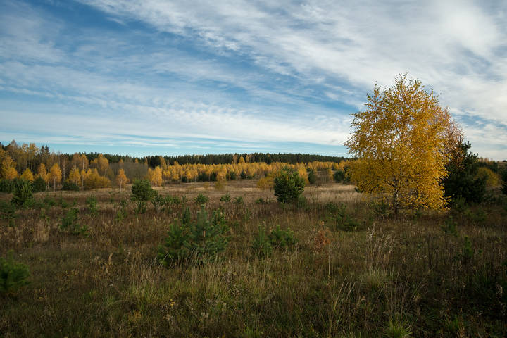 Золото осени