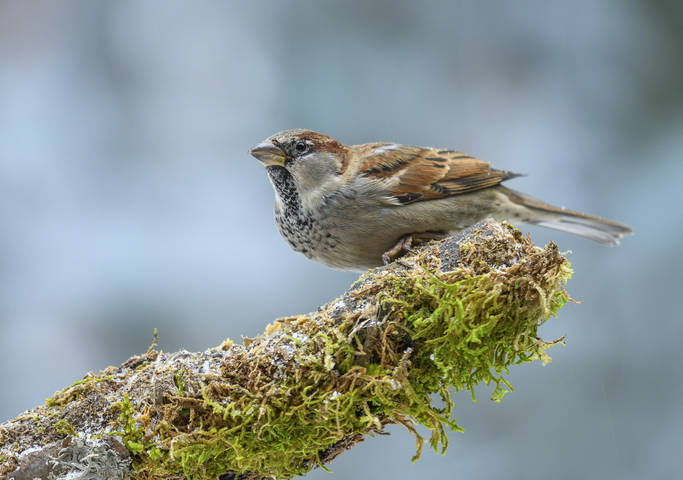 House Sparrow