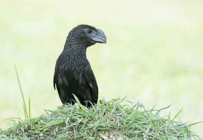 Smooth-billed Ani