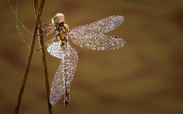 Dragonfly