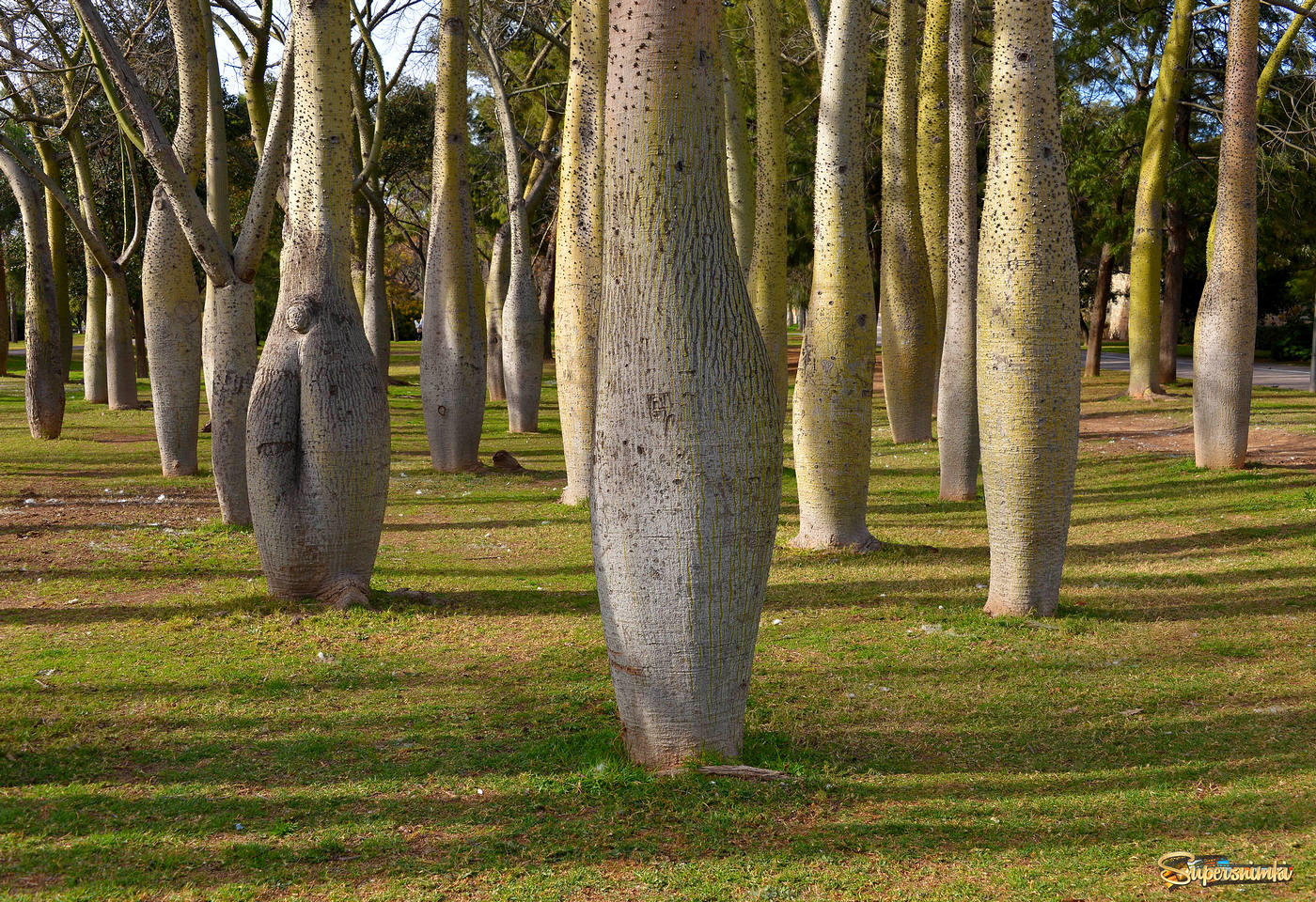 Парк бутылочных деревьев (Валенсия, Испания)