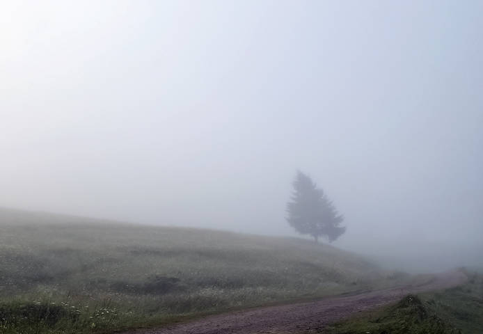 Про одинокую ёлочку в тумане...