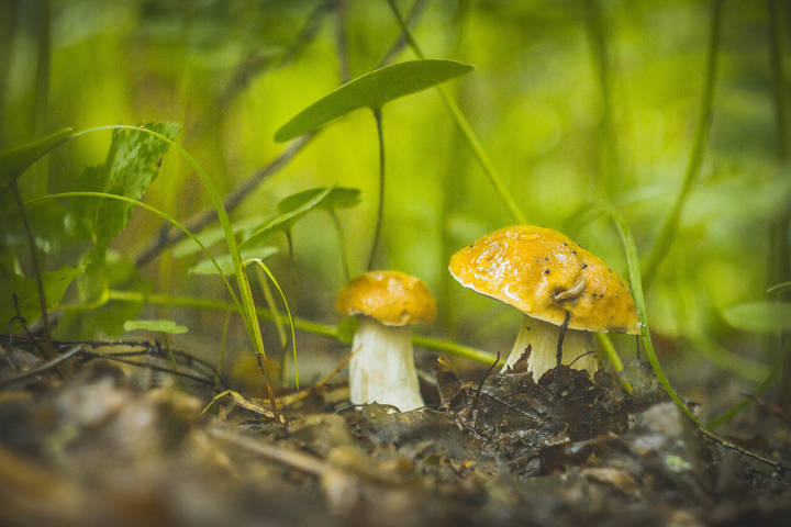 Белые