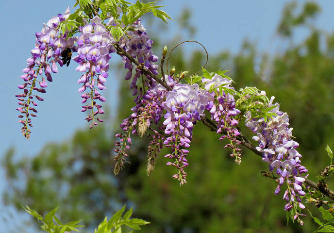 Глициния или Вистерия (лат. Wisteria) 