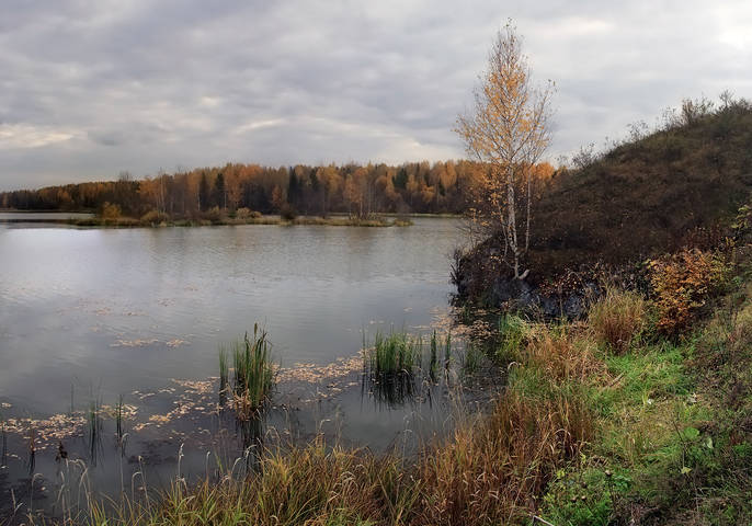 Про берёзку