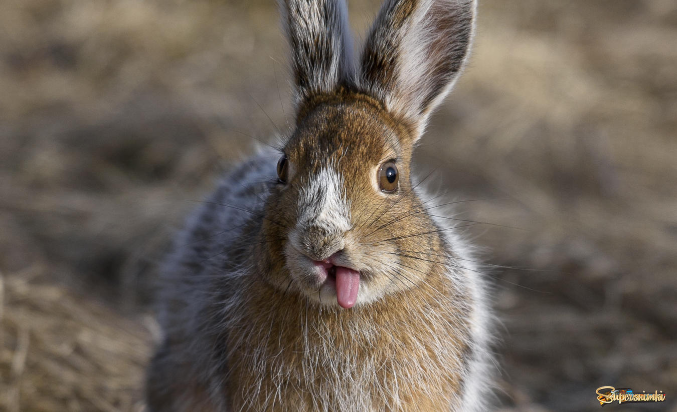 Easter Bunny~Пасхальный заяц