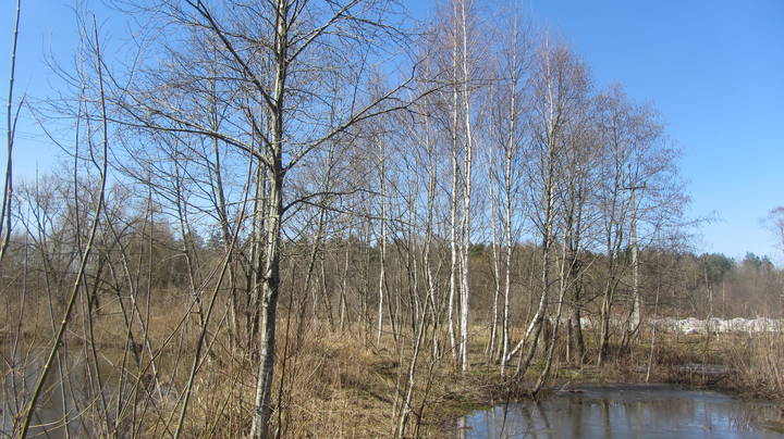 Весна