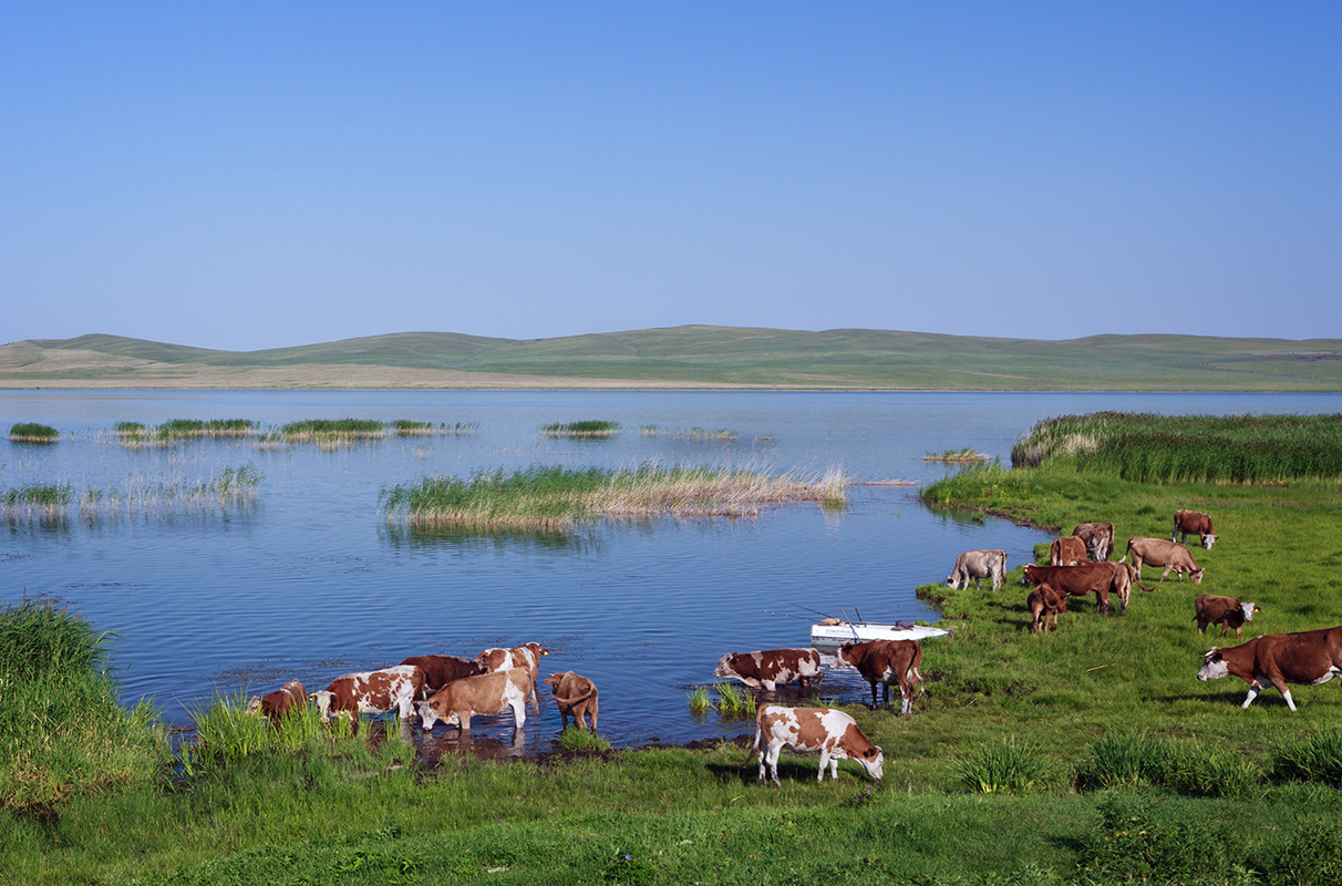 лодочка,коровы и озеро Фыркал.