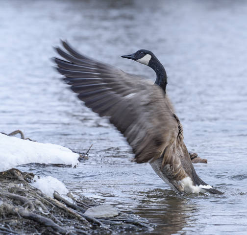Canada goose