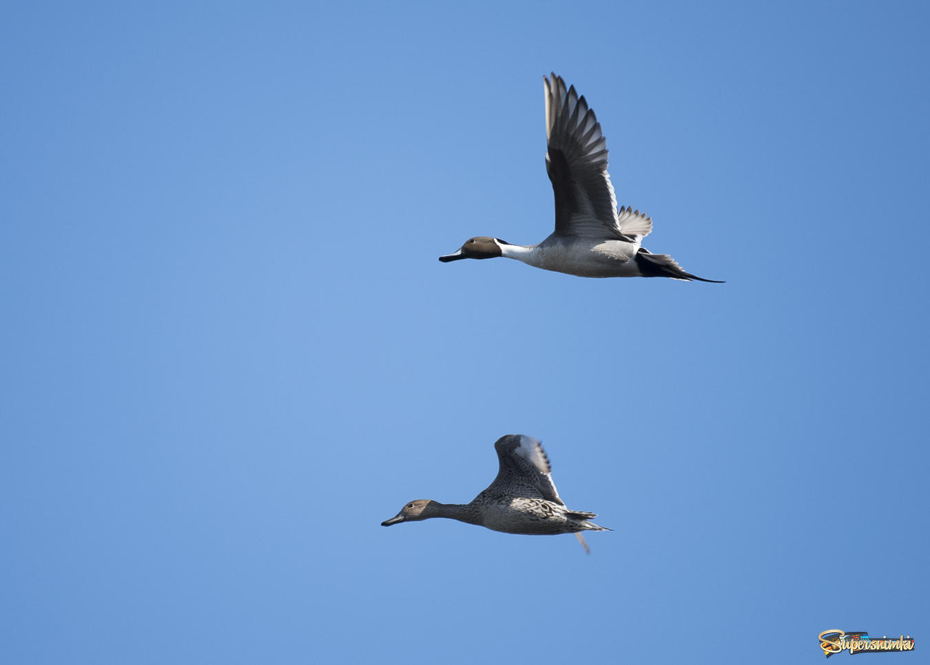 Northern pintail (Spring migration)