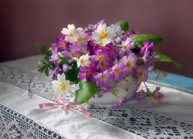 Примулы
