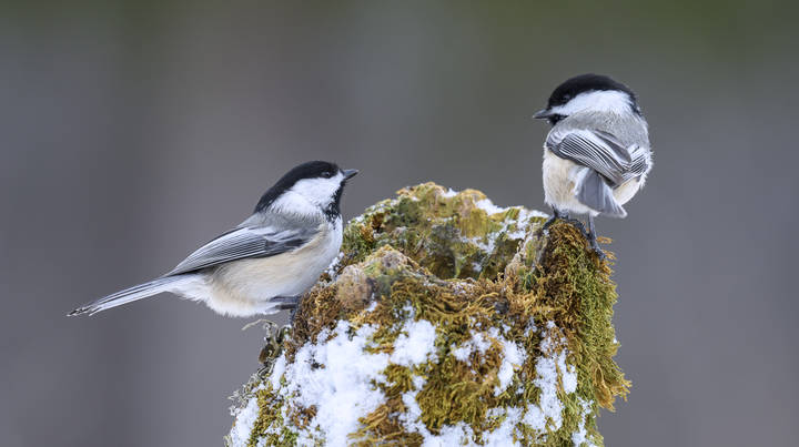 Bird behavior and domination