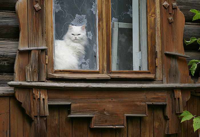 кошка в окошке