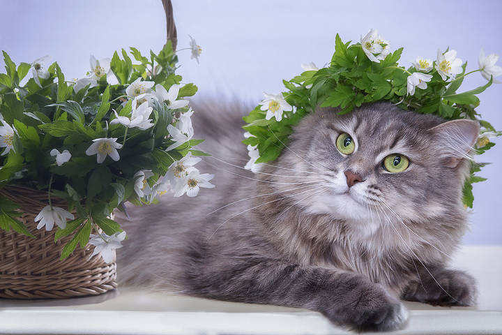 Мисс Весна