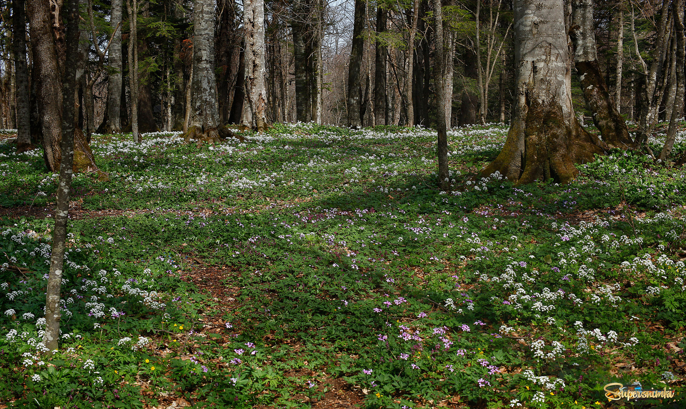 Весна в горном лесу Адыгеи