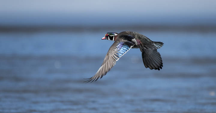 Wood duck