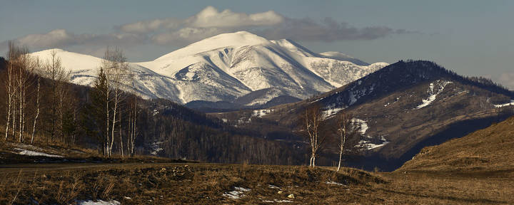 Чарышские белки