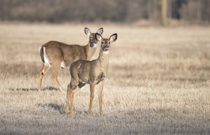 White-Tailed Deer