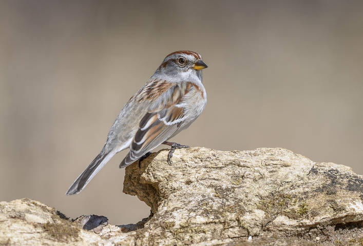 American Tree Sparrow