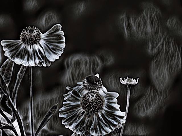 Les Fleurs du mal