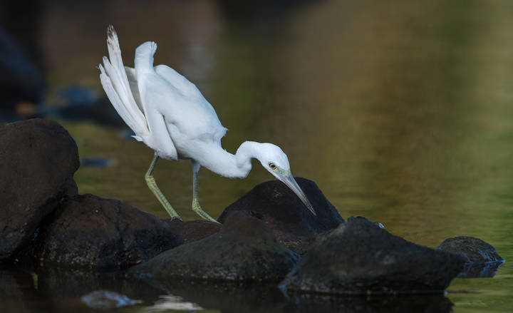 Little blue heron