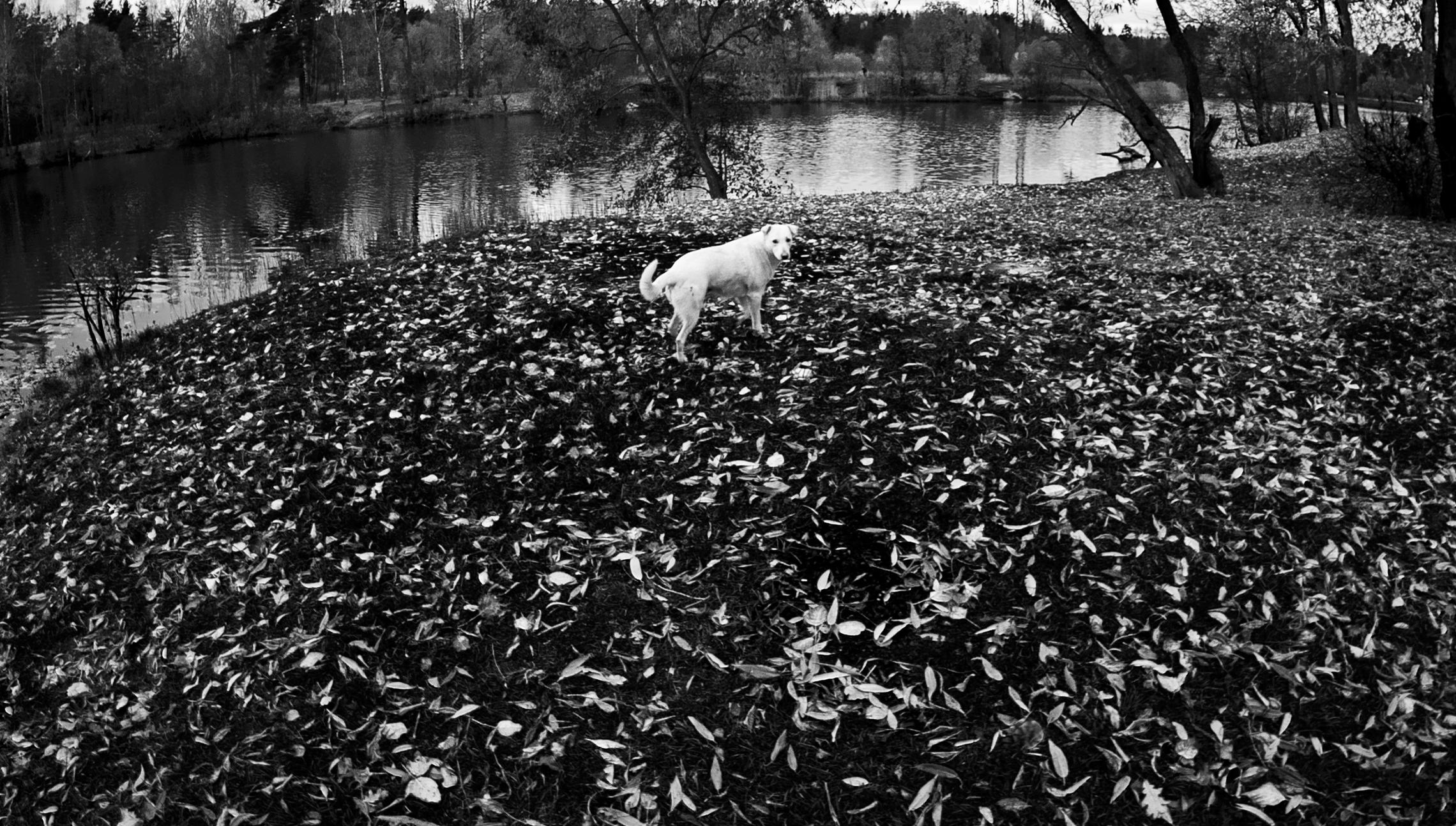 Белая собака на Красном пруду