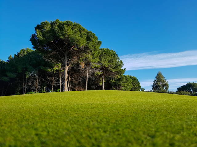лесная полянка