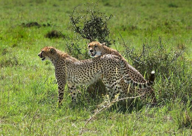 Kenya
