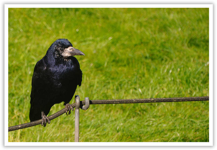 RAVEN