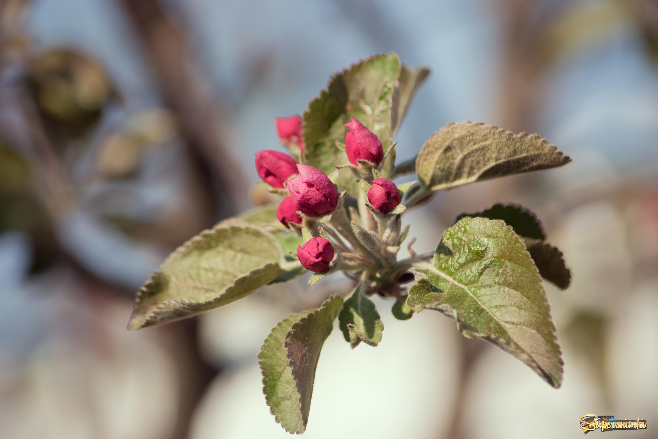 Яблони в цвету - весны творенье...