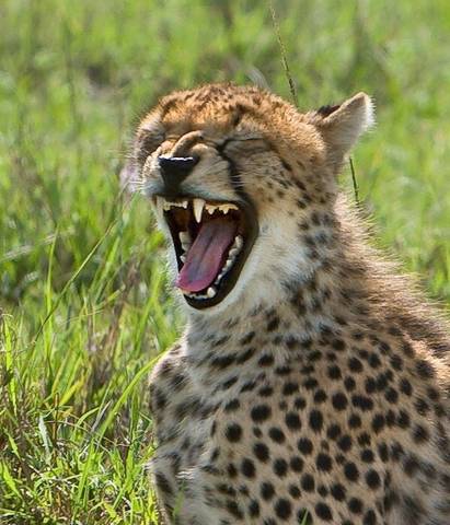 Kenya