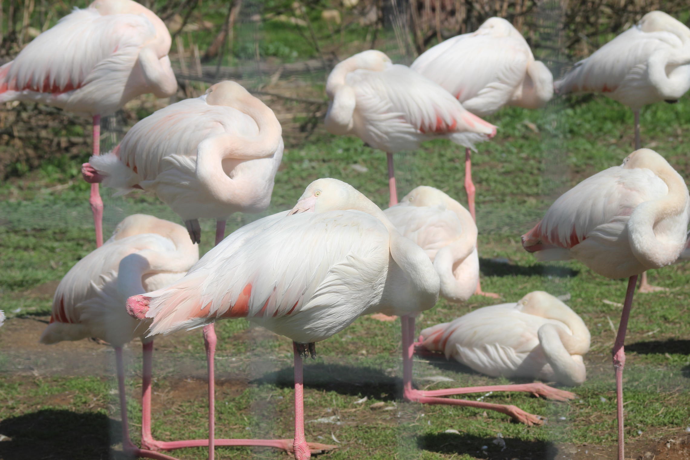 отдыхающие фламинго