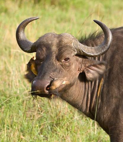 Kenya