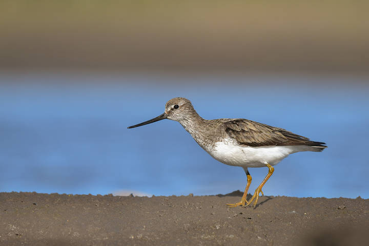 Мородунка