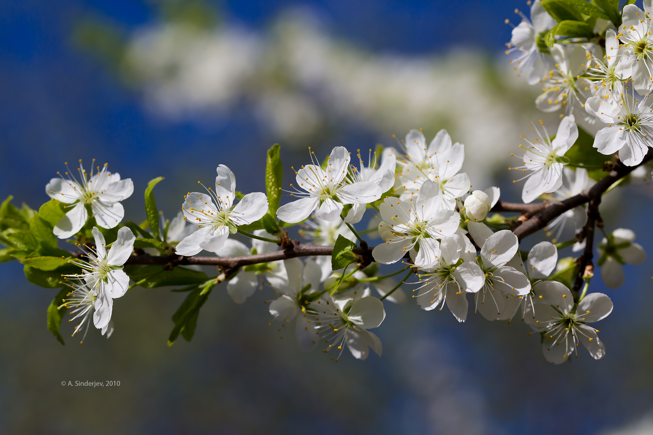Цветущая ветка вишни