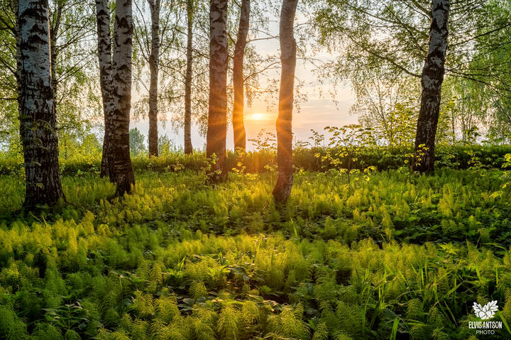 Вечерний свет