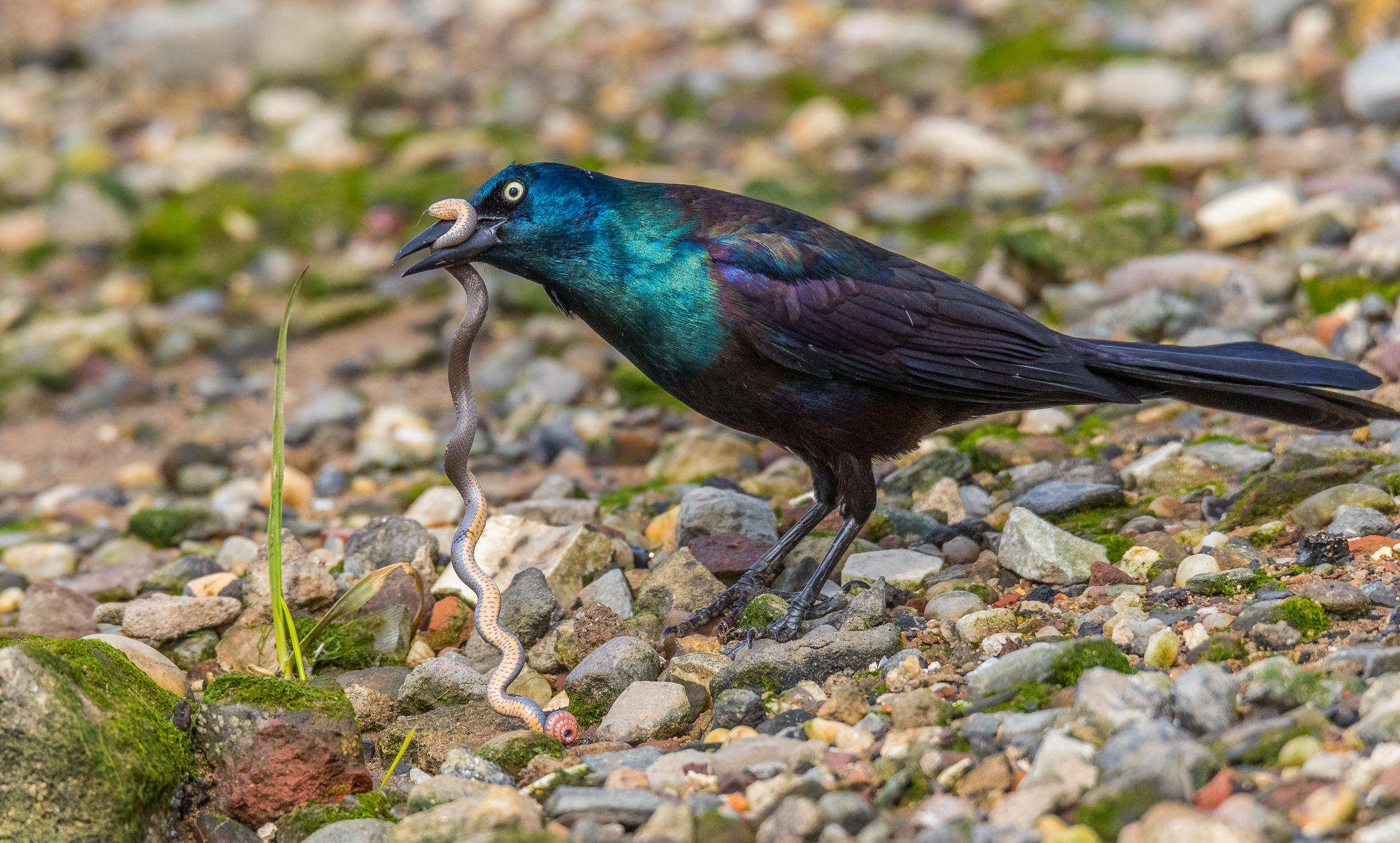 Great - Tailed Grackle  самка