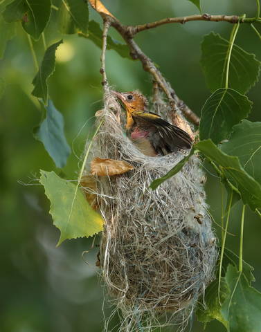 Baltimore Oriole 