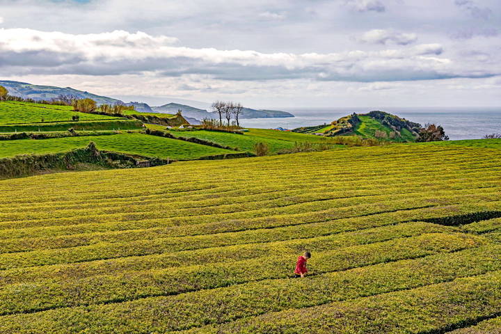 Azores 2018 Azores tea