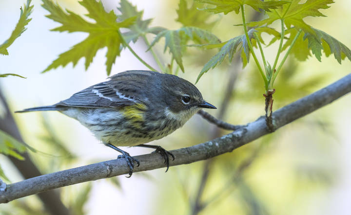 Yellow-rumped warbler