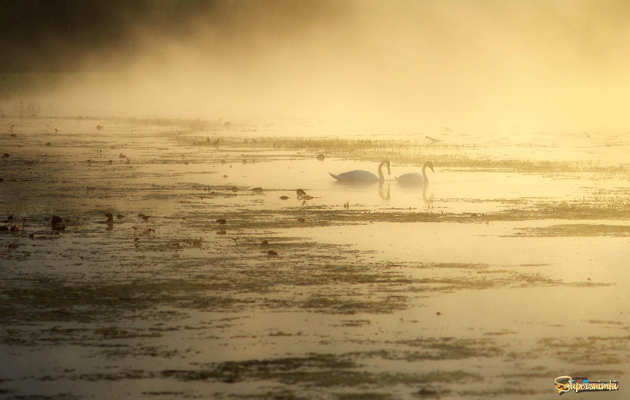 Два лебедя утром на лесном озере