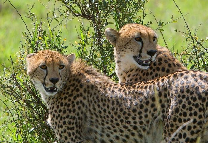 Kenya