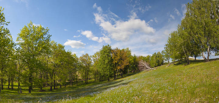 Весенняя панорама с незабудками