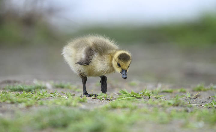 Canada goose gosling