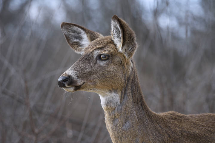 White-Tailed Deer